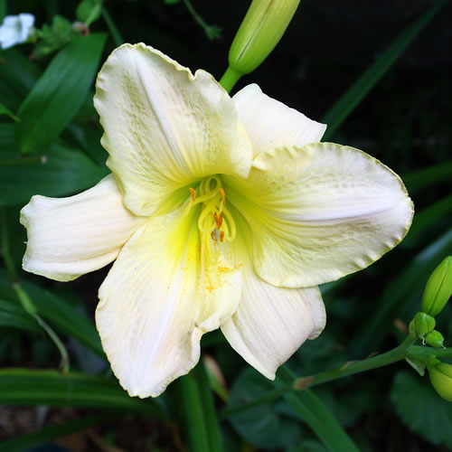 Hemerocallis Snowy Apparition